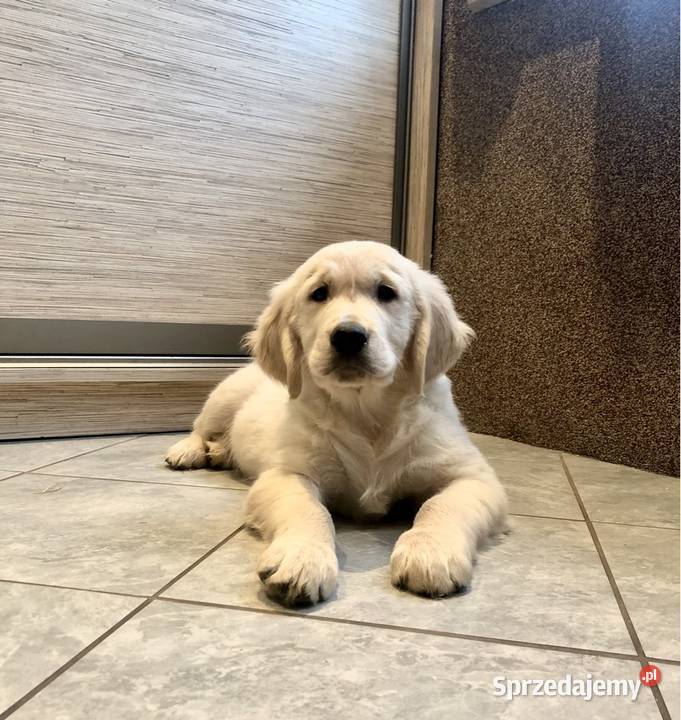 Golden Retriever szczenięta z rodowodem Toruń sprzedam