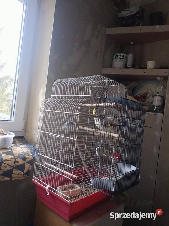 Nimfa samiczka klatką i dodatki małopolskie Słomniki