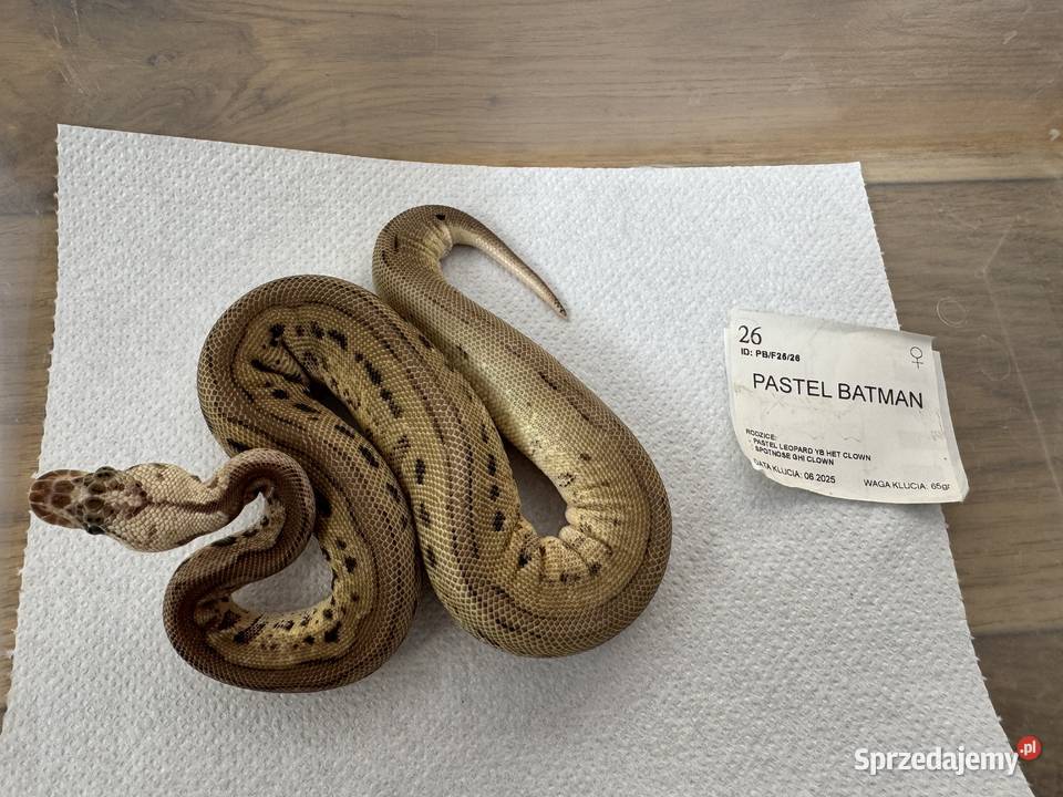 Python Regius królewski kolorki Bydgoszcz sprzedam