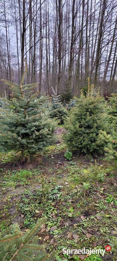 choinka choinki sprzedam