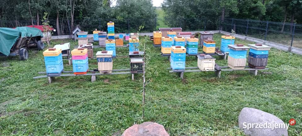 Pszczoły rodzina produkcyjna dadant warszawska Ciechanów