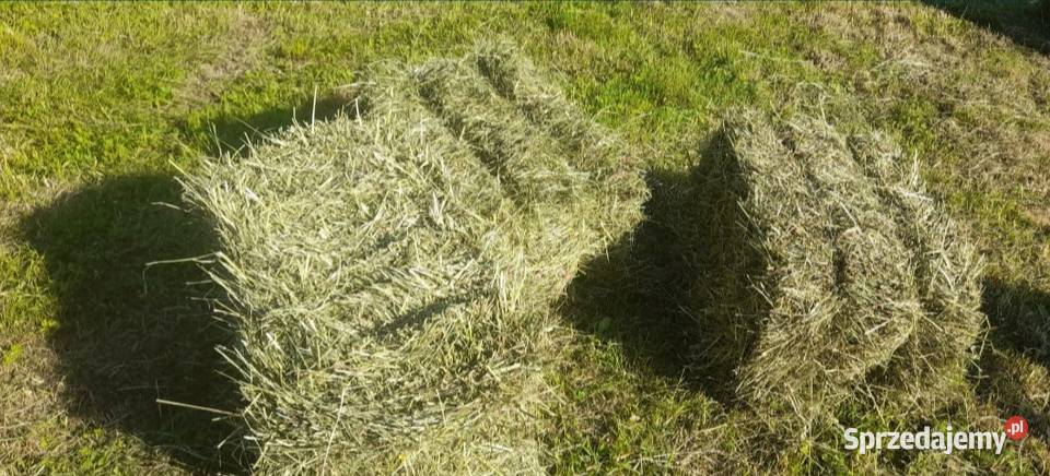 Siano w kostkach ładne zielone bez deszczu Bulowice