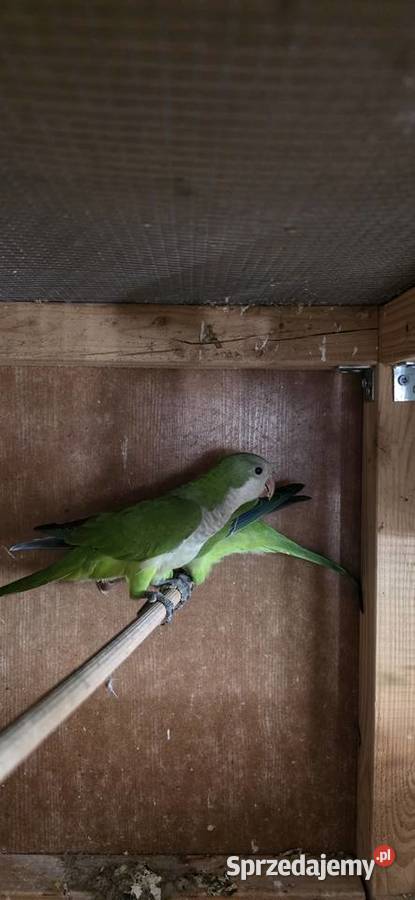 Mnichy nizinne Radomsko