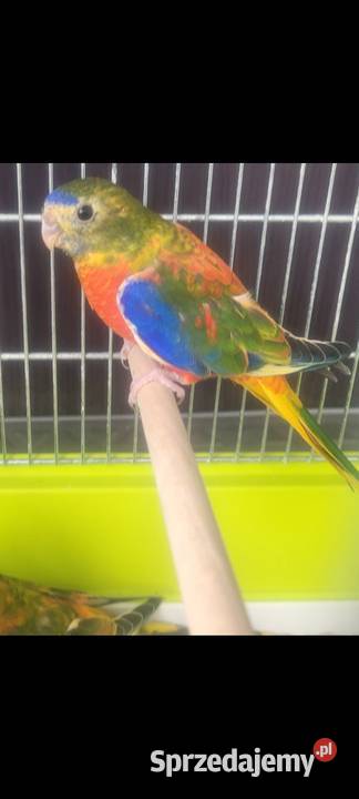 Łąkówka turkusowa samica małopolskie Wieliczka