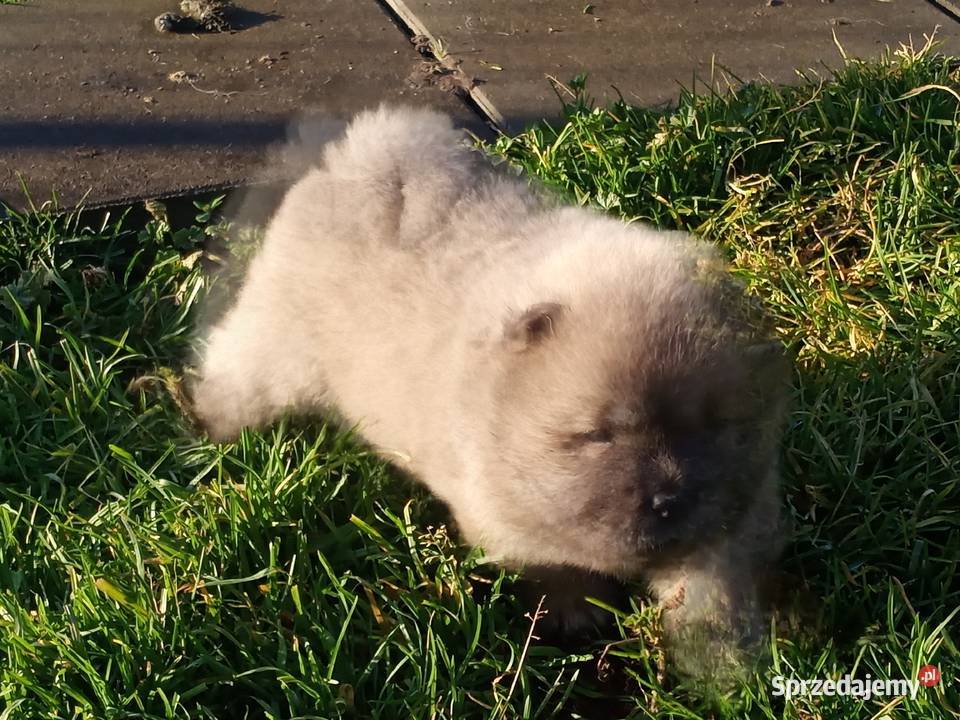 Chów chow szczeniaki Jasienica Dolna