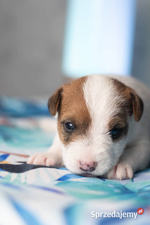 Szczenięta Parson Russell Terrier mazowieckie Warszawa