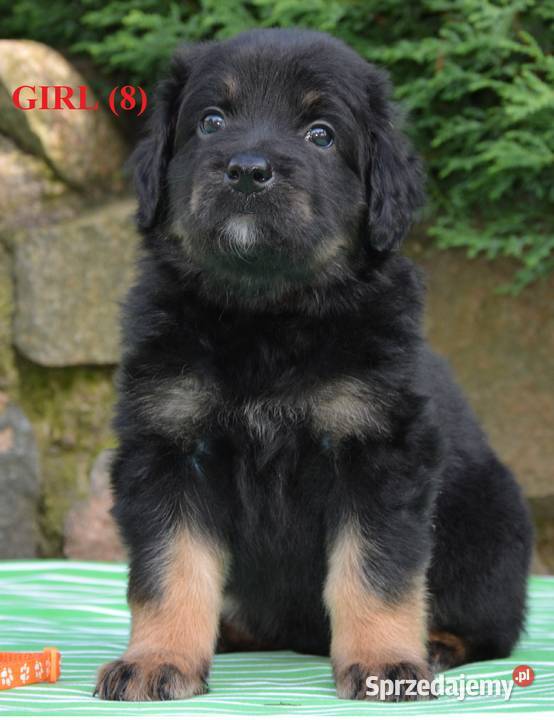 oferujemy szczenięta hovawarta z renomowanego Białystok