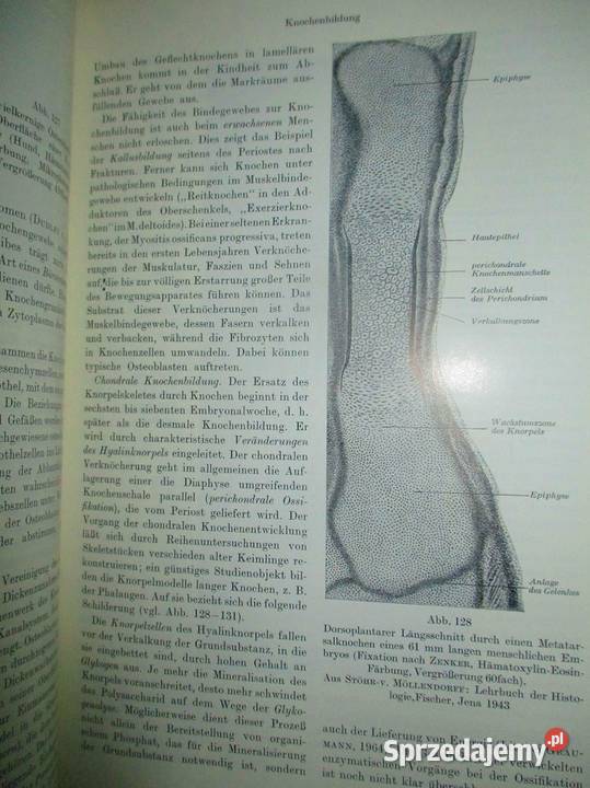 Histologie und mikroskopische Anatomiehistologia
