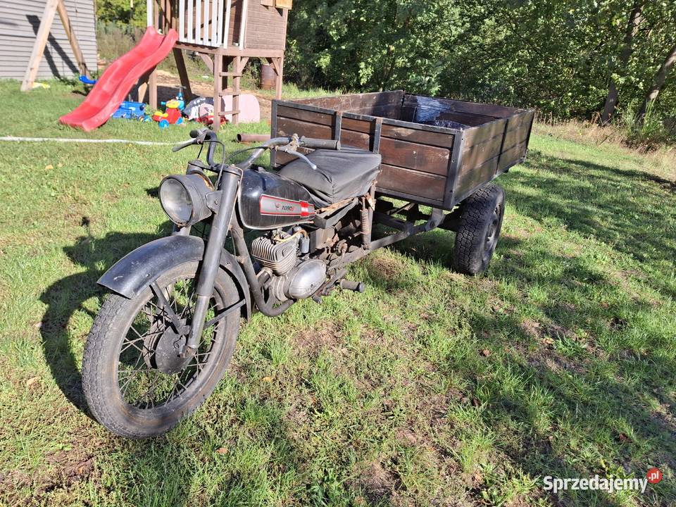 Dzik Pozostałe lubuskie Podła Góra