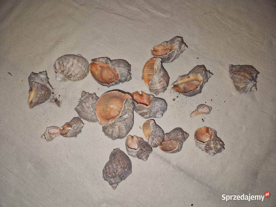 Muszle do akwarium komplet Łódź sprzedam