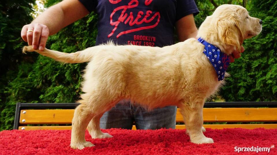 Golden Retriever rodowodowe ZKwP FCI goldeny Łężki-Parcel