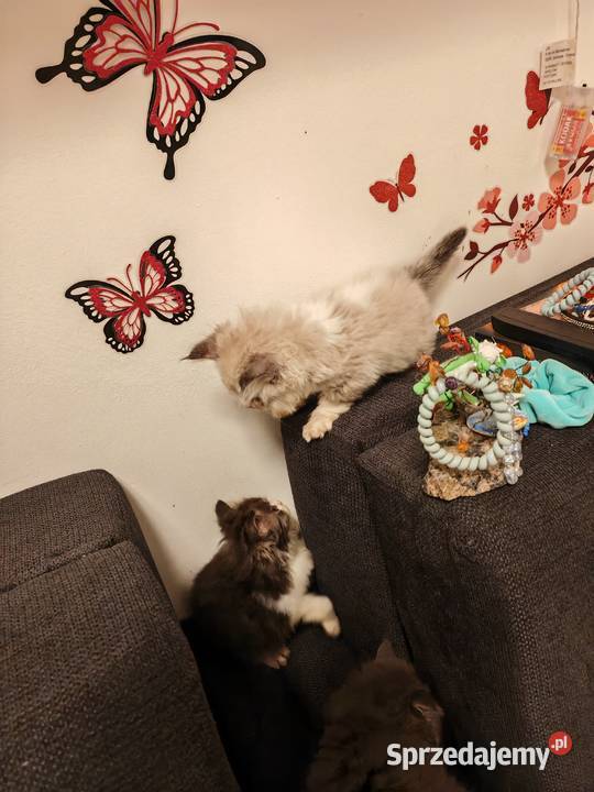Pers Persy kot kotki sprzedam