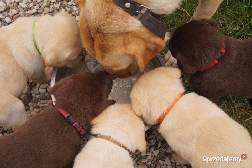 Labrador Szczenię Labrador Zwierzęta Spychowo