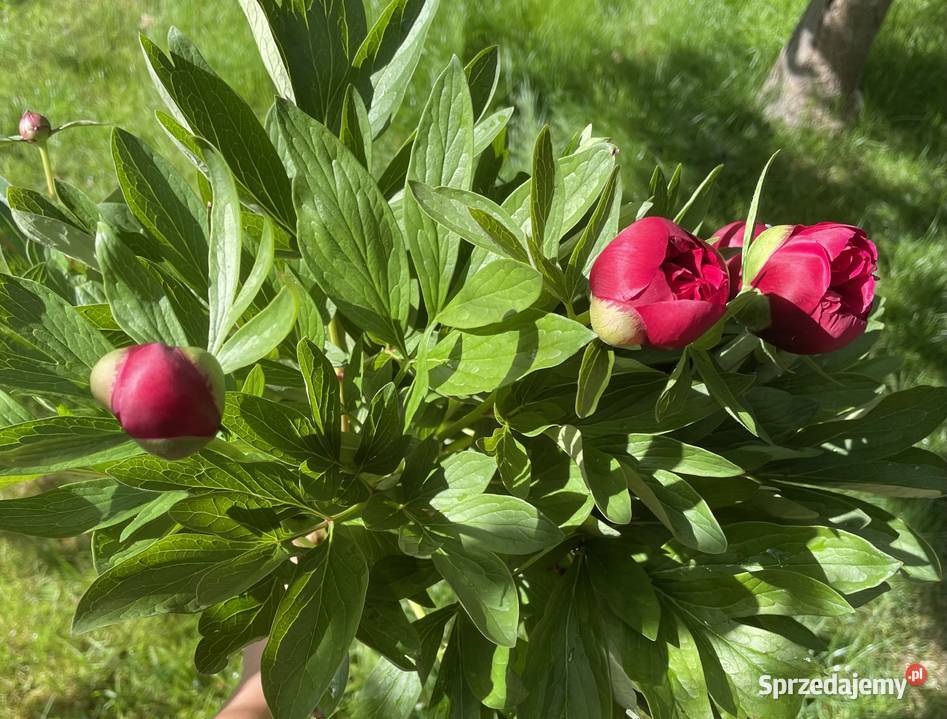 Piwonie cięte Poznań