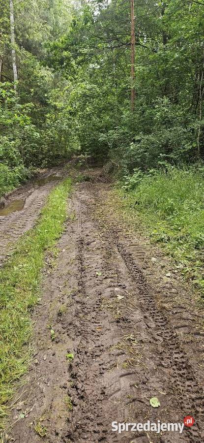 Działka rolna zalesiona Sprzedaż