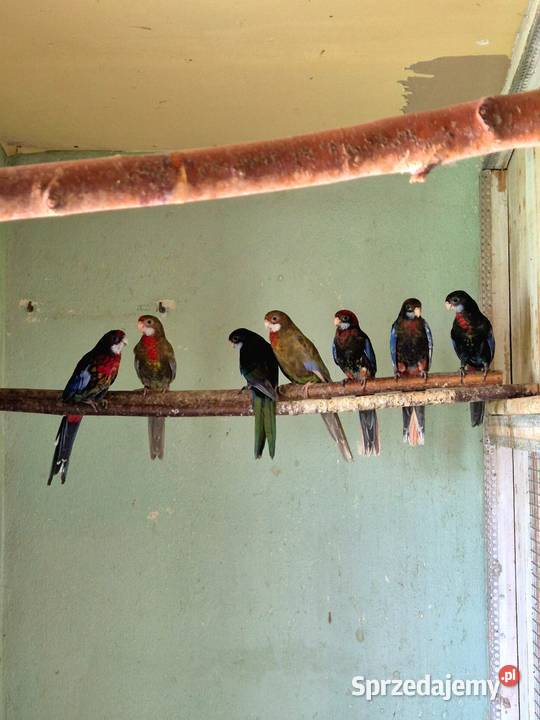 Rozelle Białolice Czarne tegoroczne Sędziszów Małopolski