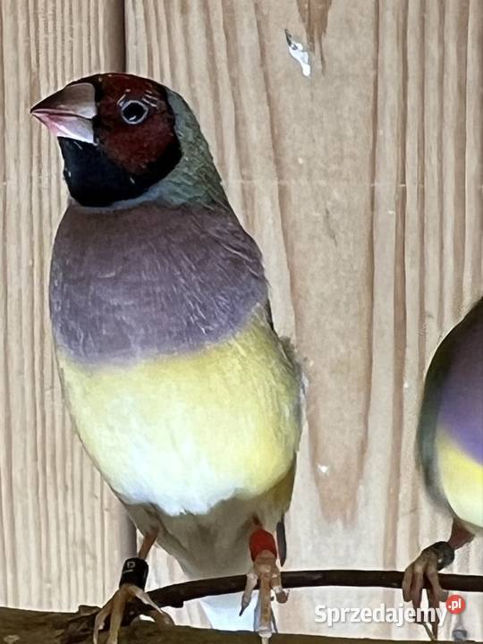 Amadyna wspaniała samiczka 2025r Ruda Śląska