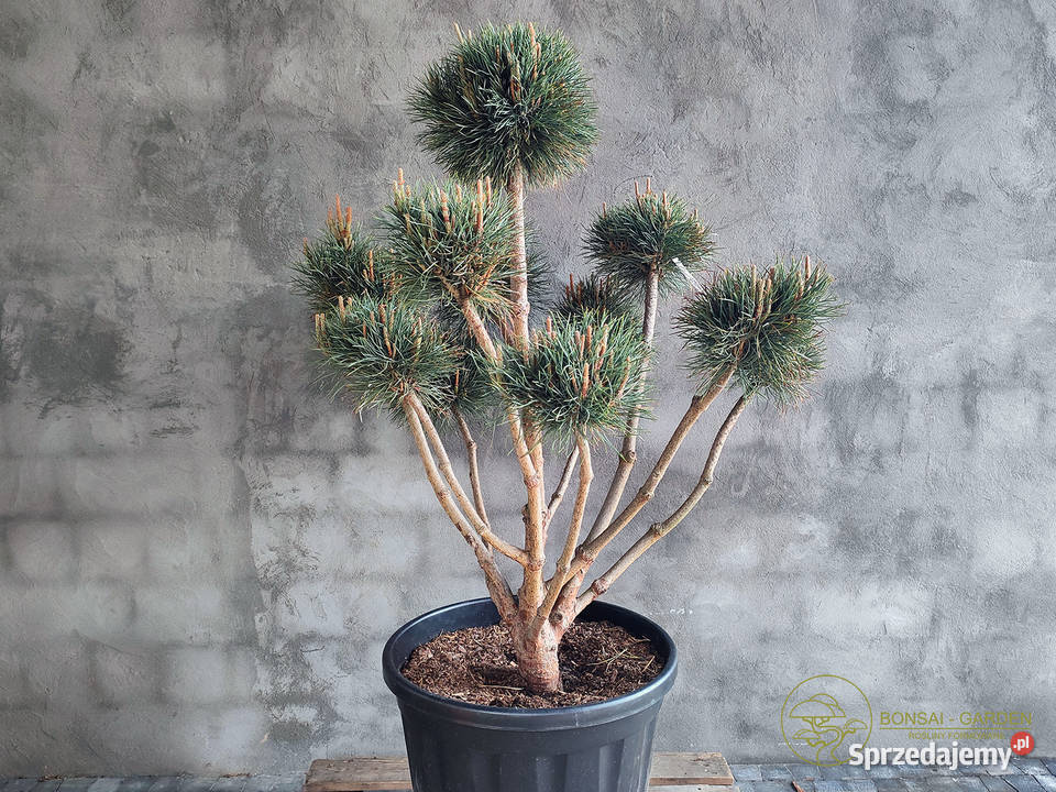 Sosna pospolita formowana 093 NIWAKI BONSAI Ogród sprzedam
