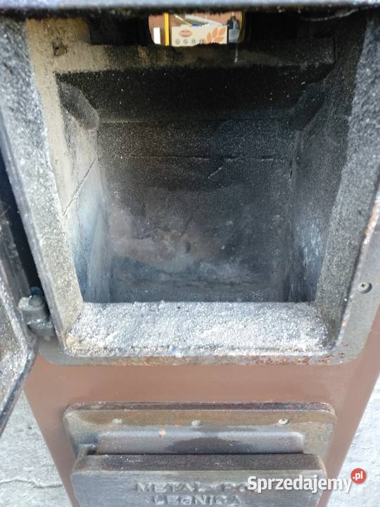 Piecyk szamotowy koza cyganek śląskie Starcza