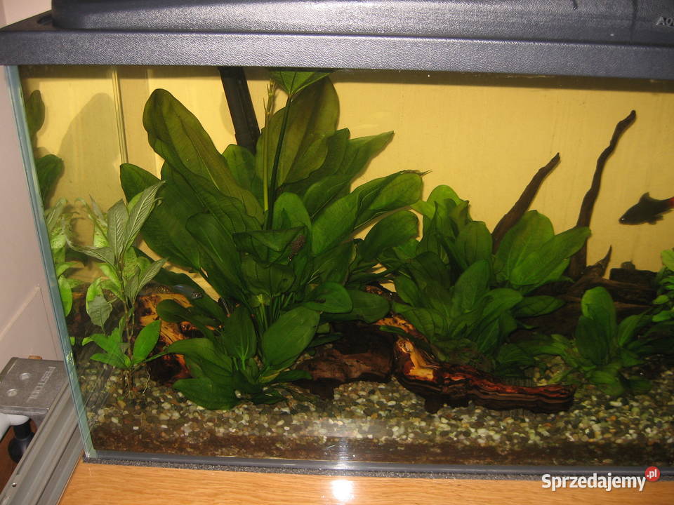 Akwarium 120x40x50m szkło 10mm Optiwhite Ryby Sosnowiec