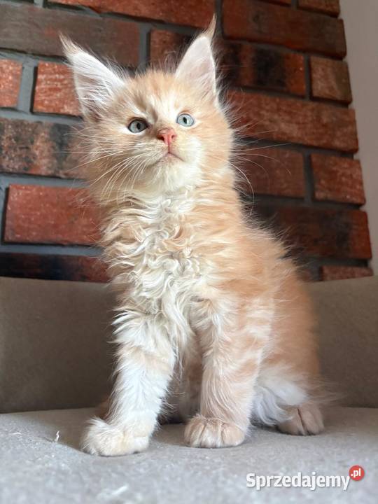 Maine Coon Ozzy Szembruk