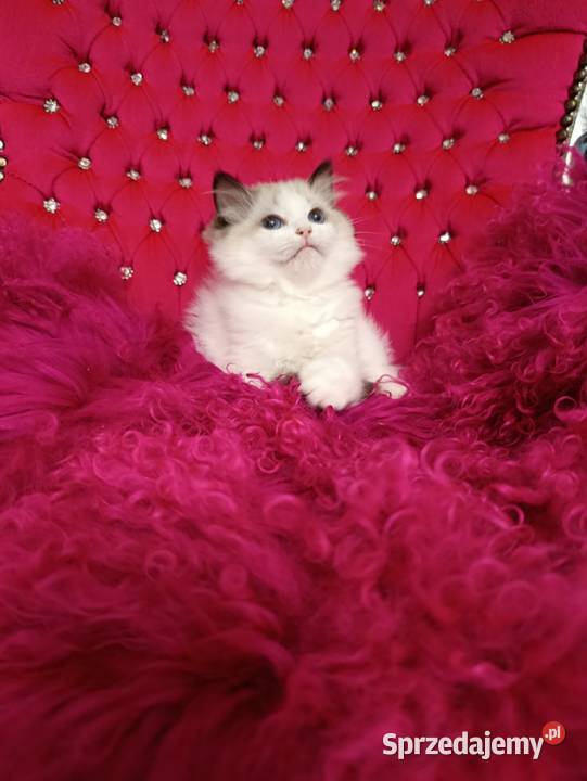 Ragdoll Kotka Seal bicolor FIFE FPL