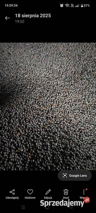 Łubin gorzki Rośliny pastewne Pierzchnica