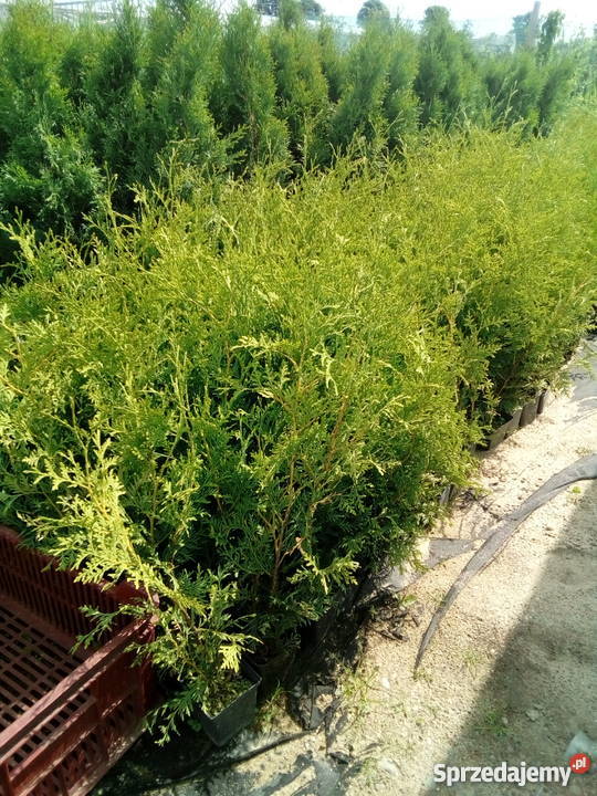 Tuja Brabant Idealna na żywopłot Super Tuje 6080 Bratwin sprzedam