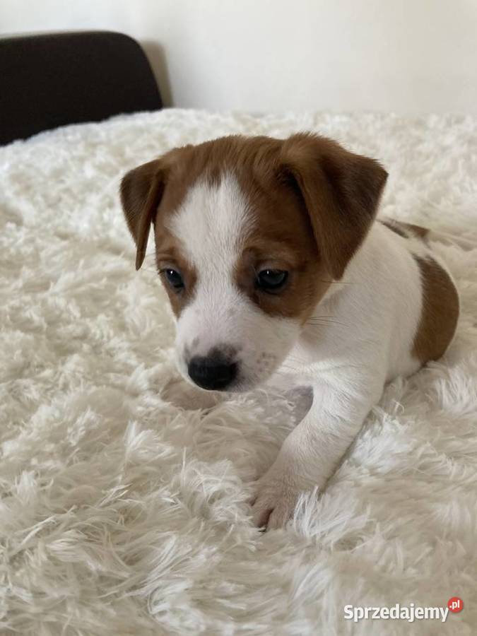 Jack Russell Terrier gładkowłosy Warszawa sprzedam