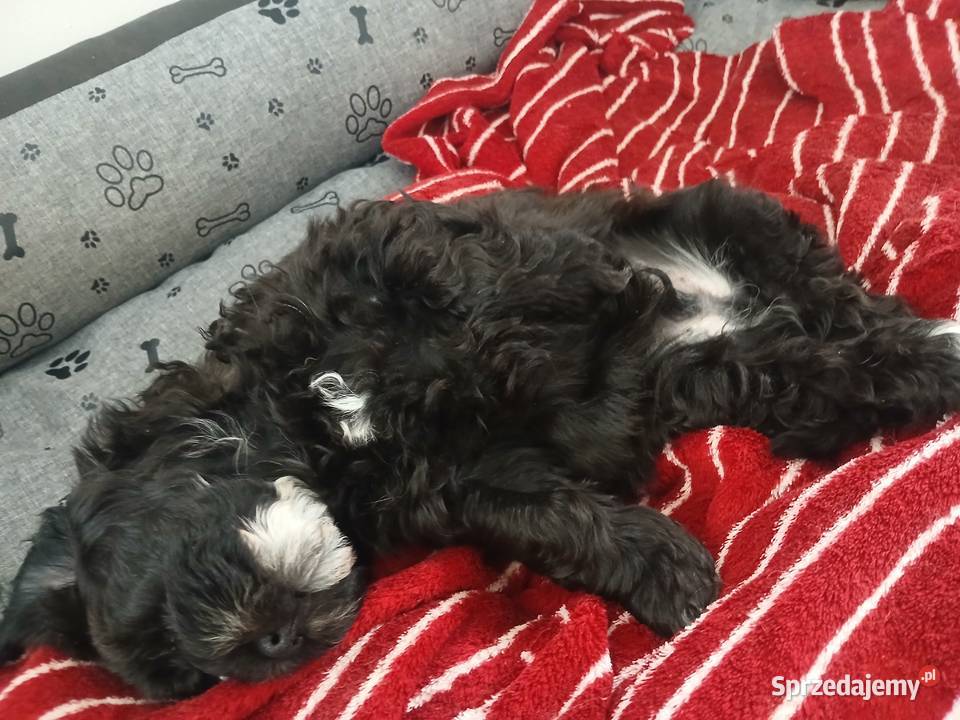 Shihpoo samiec Shihtzu tricolor pudel miniatura Lutoryż