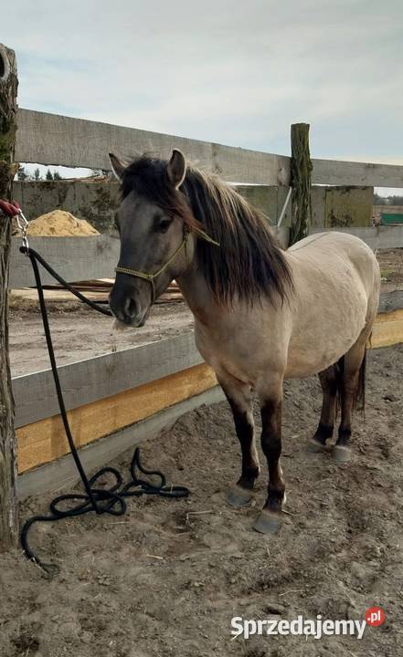 Konik polski 4 lata wielkopolskie Luboń