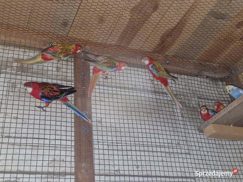 Sprzedam Rozzele Białolica