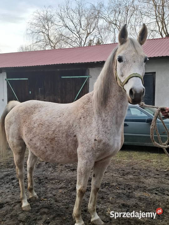 Klacz Czystej Krwi Arabskiej2 świętokrzyskie Piórków