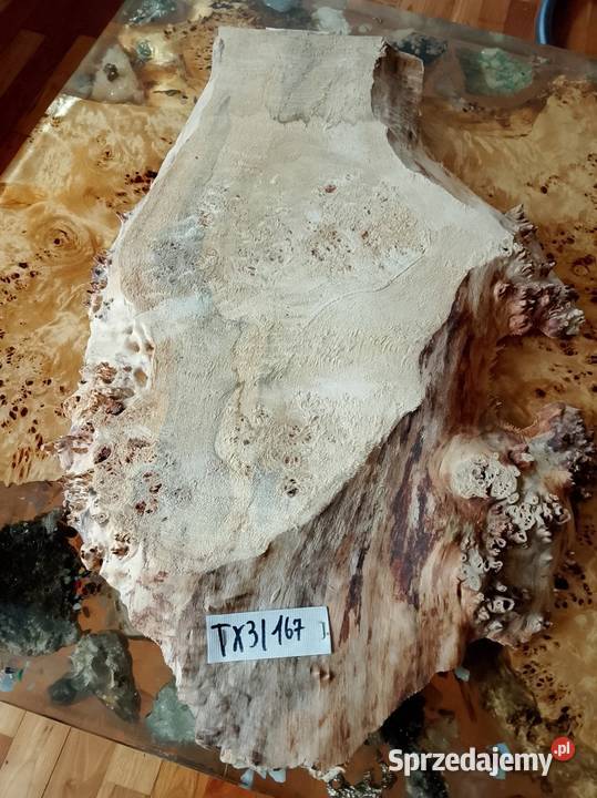 Topola czeczot plaster deska Nowy Tomyśl sprzedam