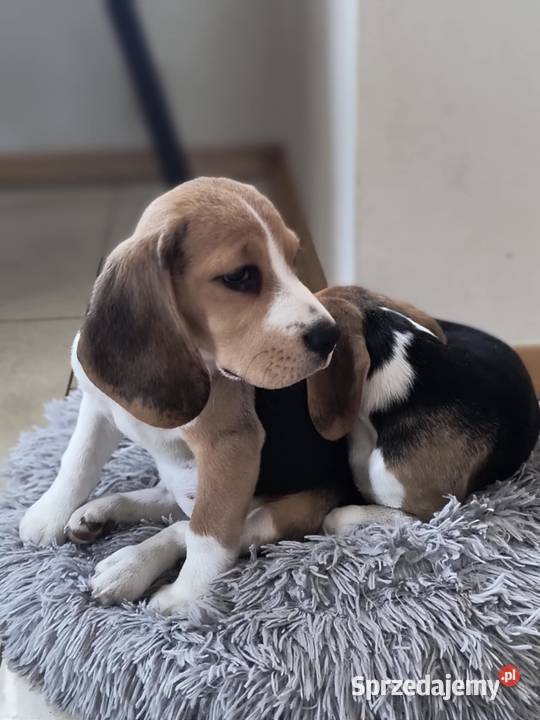 Ostatnia cudowna dziewczynka Beagle FCI Beagle