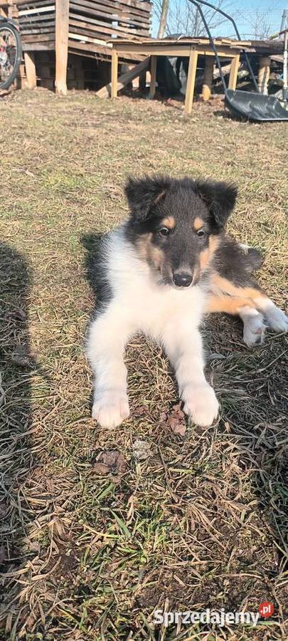 Szczenięta Owczarek szkocki Łuków
