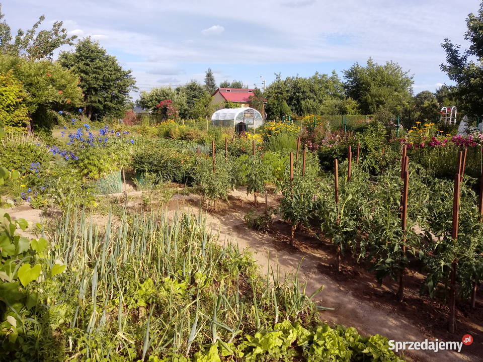 Sprzedam ogródek działkowy w ROD Leśna Polana w