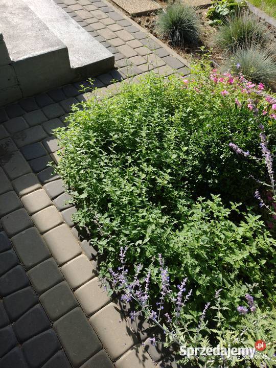 Kocimiętka w doniczce