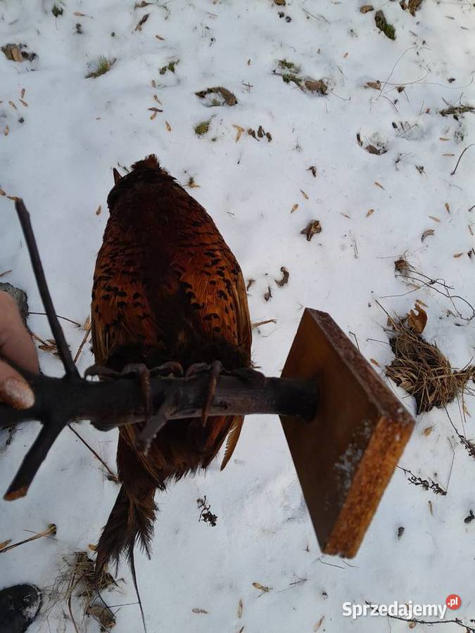 bazant lowny vintage prl wypchany Sosnowiec