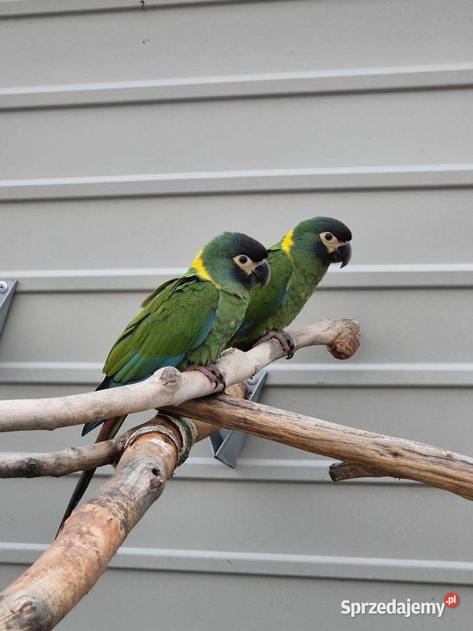 Ara żółtokarka Rakoniewice