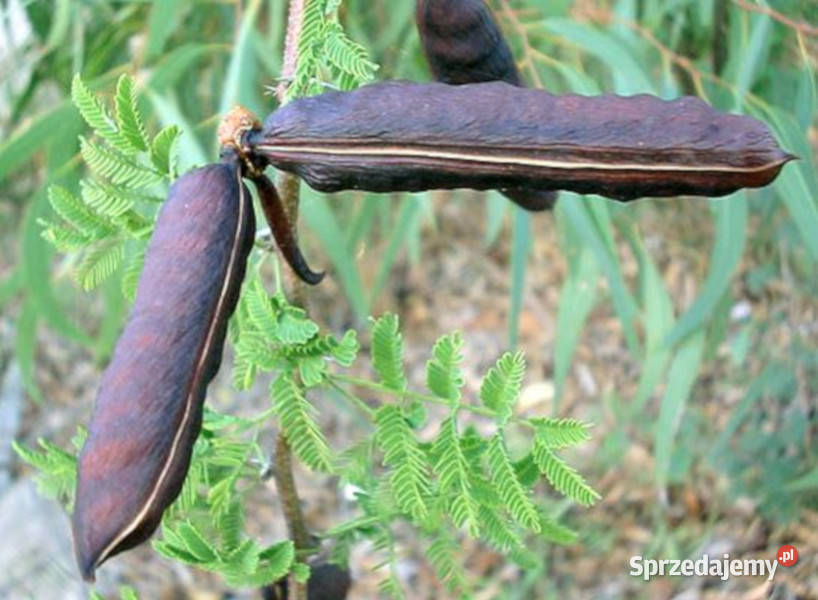 AKACJA FARNESIANA Acacia farnesiana NASIONA 100g Lubanie sprzedam