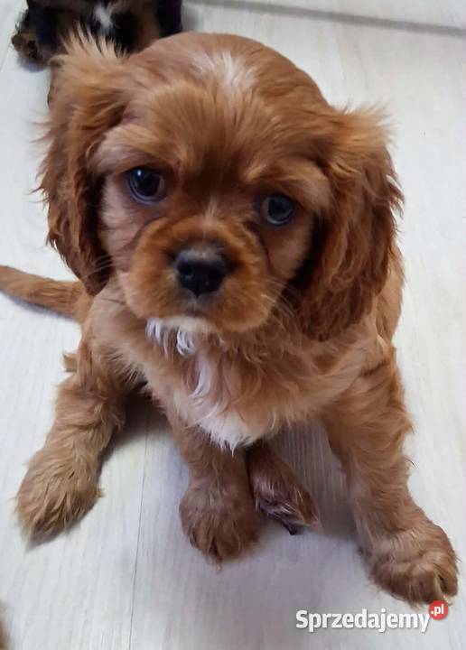 Cavalier king charles spaniel