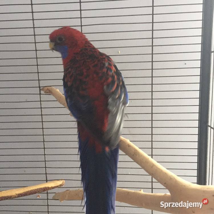 Papuga Rozella Królewska samica z 2017 Ptaki sprzedam