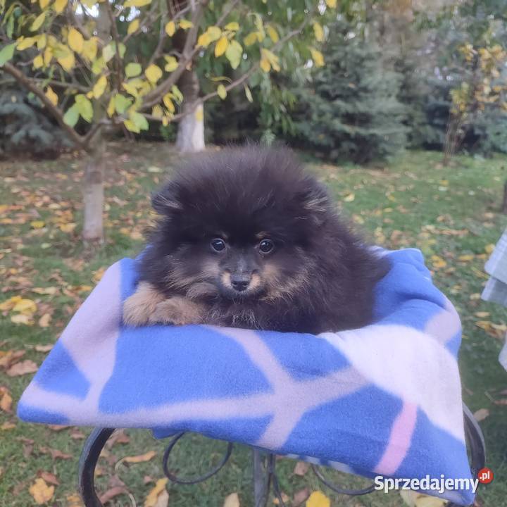 Wzorcowy Mały Szpic Niemiecki piękny exterrier Zwierzęta opolskie Krapkowice