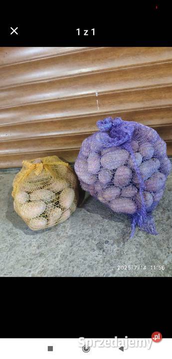 ZIEMNIAKI prosto ROLNIKA Grzawa