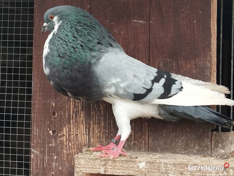 GARŁACZ NORWICHsamiec Głogów sprzedam