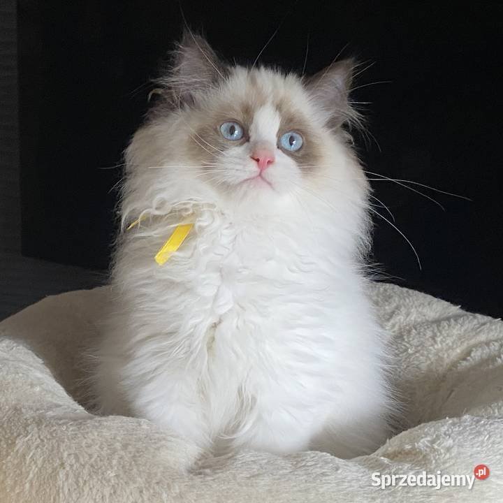 Kocurek Ragdoll rodowód FIFE Szczecin sprzedam