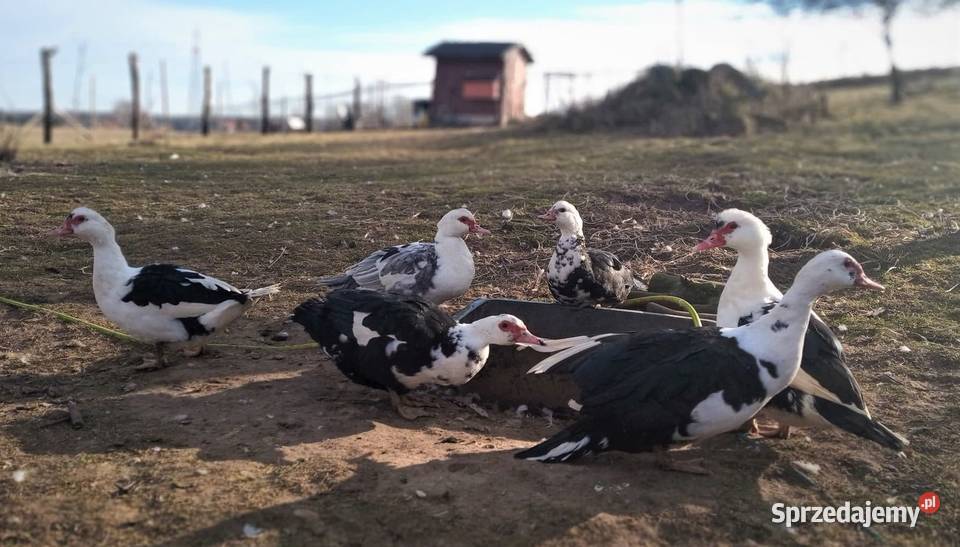 Kaczki i kaczorki francuskie piżmowe nieme Giżycko