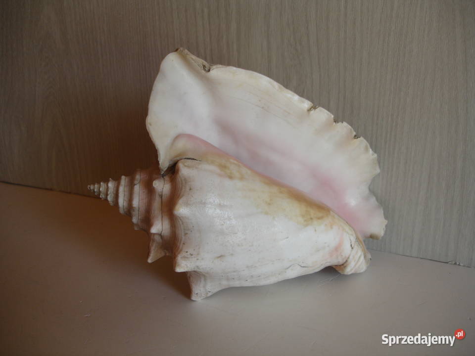 Muszla morska duża Zielona Góra sprzedam