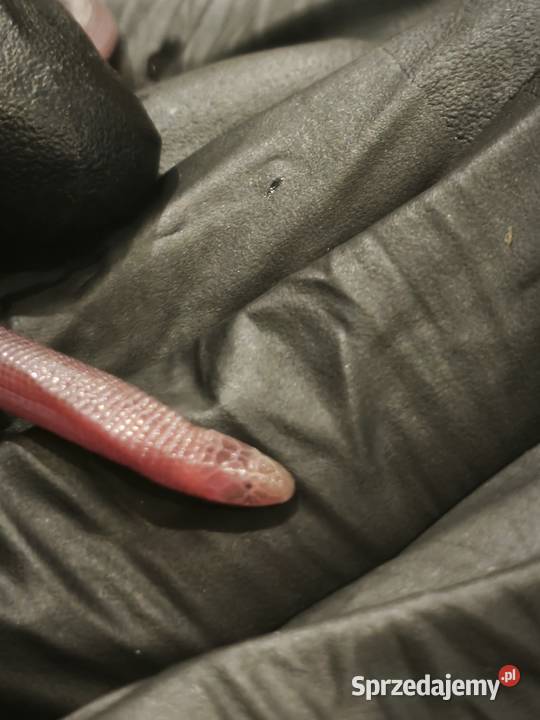 blanus sp blind snake slepucha młody osobnik Wałbrzych